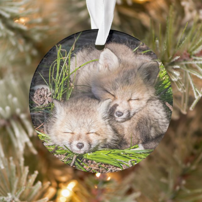 Animaux de bébés cutest | Baby Red Fox Kits Sleepi (Arbre)