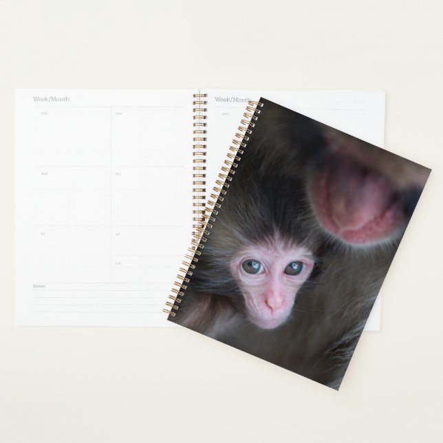Animaux de bébés cutest | Bébé Macaque singe et mè (Devant avec enveloppe)