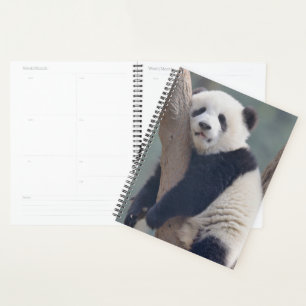 Animaux de bébés cutest Bébé Panda Ours Dormir