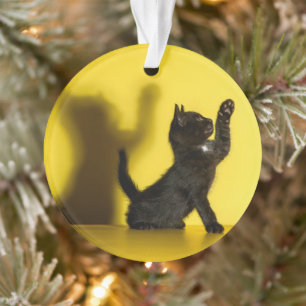 Animaux de bébés cutest   Black Cat Jouer