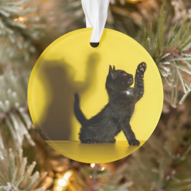 Animaux de bébés cutest | Black Cat Jouer (Arbre)