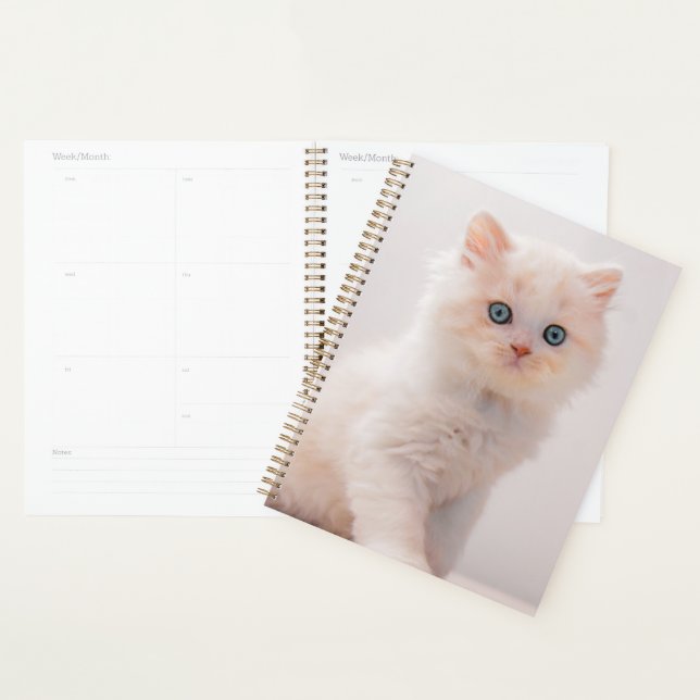 Animaux de bébés cutest | Blue Eye Kitten (Devant avec enveloppe)
