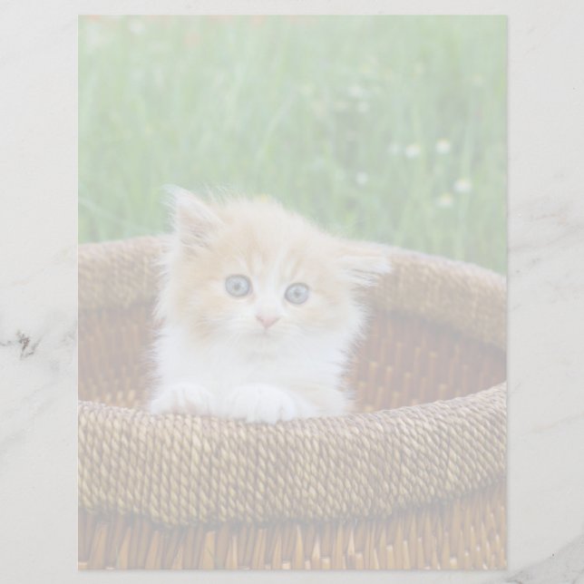 Animaux de bébés cutest | Blue Eyed Kitten (Devant)