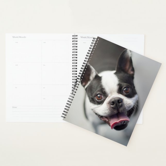Animaux de bébés cutest | Boston Bulldog Smile (Devant avec enveloppe)