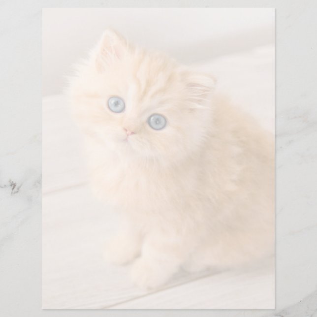 Animaux de bébés cutest | British Longhair Kitten (Devant)