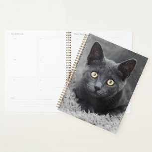 Animaux de bébés cutest   Chat gris
