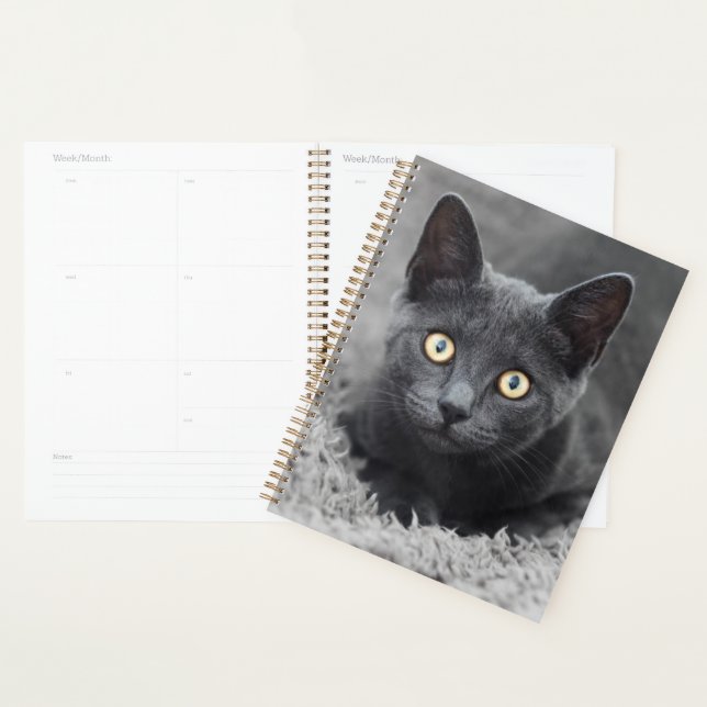 Animaux de bébés cutest | Chat gris (Devant avec enveloppe)