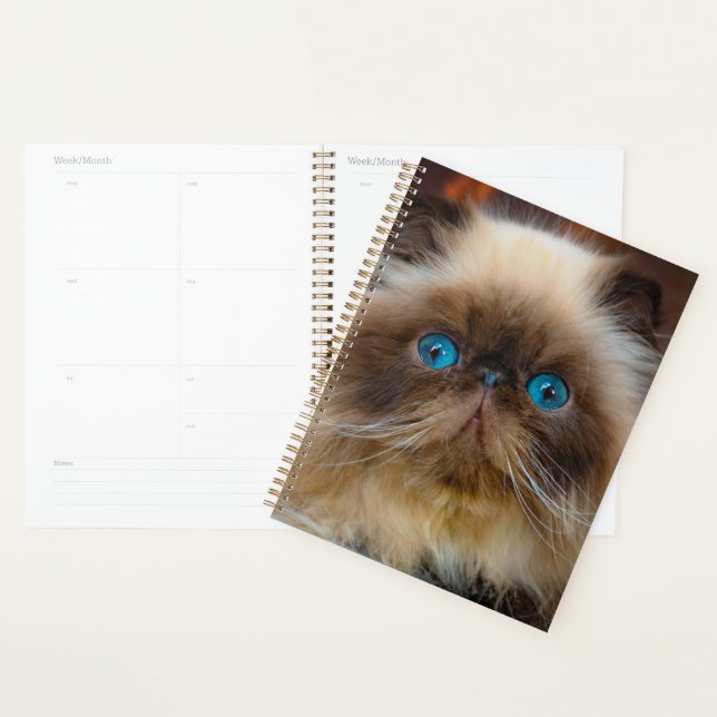 Animaux de bébés cutest | Chat himalayen (Devant avec enveloppe)