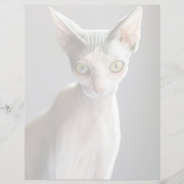 Animaux de bébés cutest | Chat Sphinx (Devant)