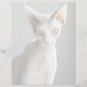 Animaux de bébés cutest Chat Sphinx