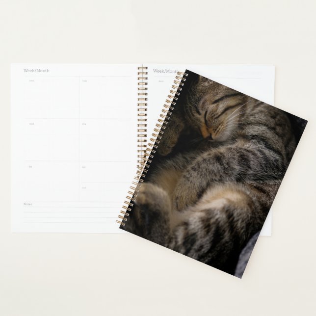 Animaux de bébés cutest | Chat Tabby Dormant (Devant avec enveloppe)