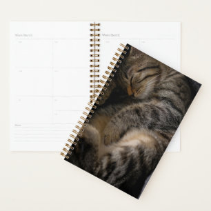 Animaux de bébés cutest Chat Tabby Dormant