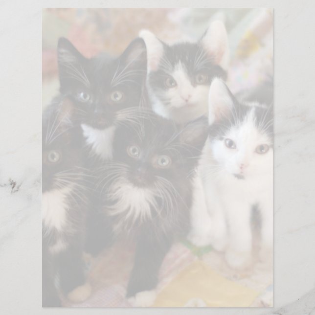 Animaux de bébés cutest | Chatons noirs et blancs (Devant)