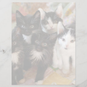 Animaux de bébés cutest Chatons noirs et blancs