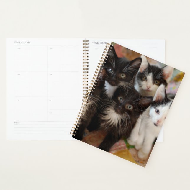 Animaux de bébés cutest | Chatons noirs et blancs (Devant avec enveloppe)