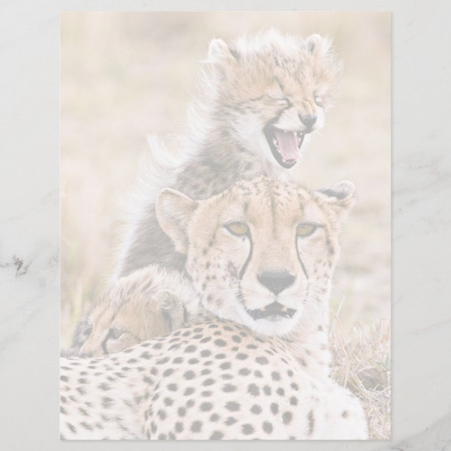 Animaux de bébés cutest | Cheetah Cat & Cub (Devant)