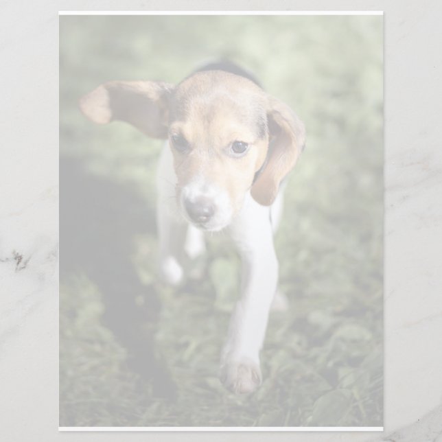 Animaux de bébés cutest | Chiot Beagle (Devant)