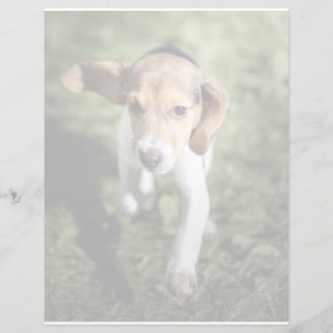 Animaux de bébés cutest Chiot Beagle