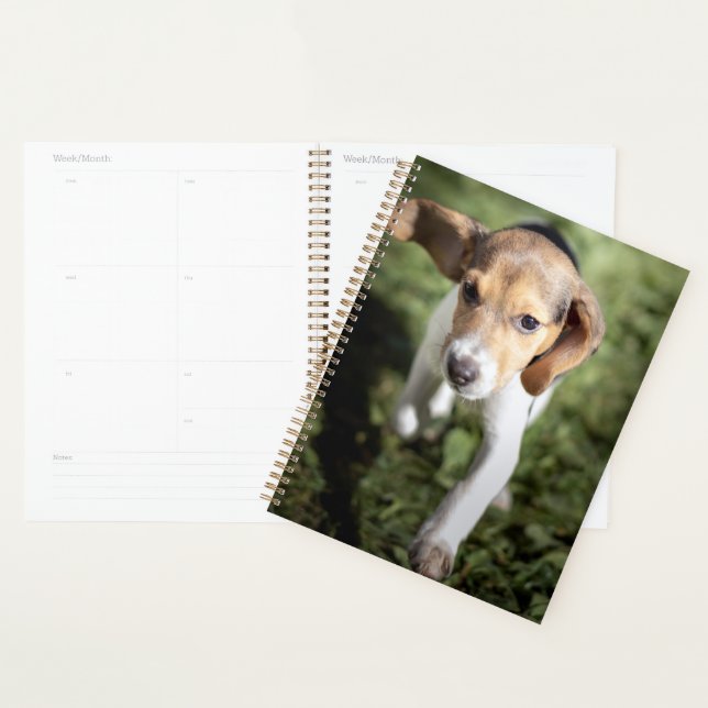 Animaux de bébés cutest | Chiot Beagle (Devant avec enveloppe)