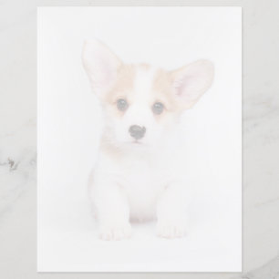 Animaux de bébés cutest Chiot de Corgi blanc