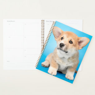 Animaux de bébés cutest Chiot de Corgi en bleu