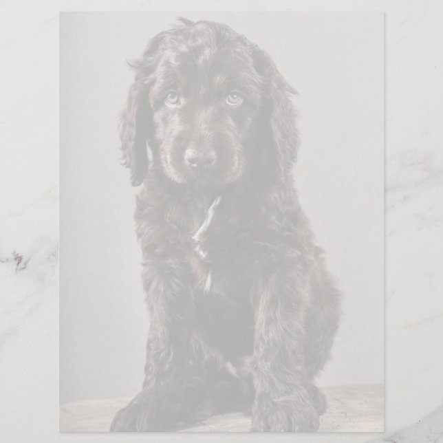 Animaux de bébés cutest | Cockapoo Puppy (Devant)