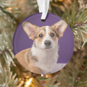 Animaux de bébés cutest Corgi Chiple sur Purple