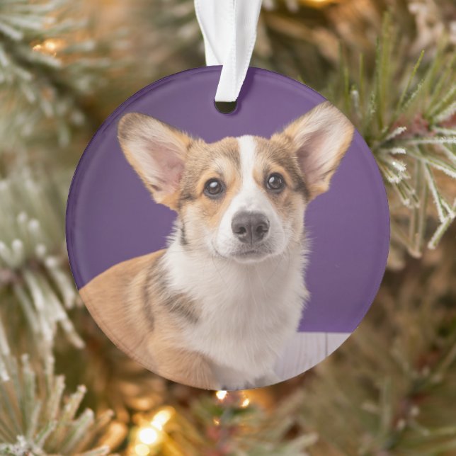 Animaux de bébés cutest | Corgi Chiple sur Purple (Arbre)