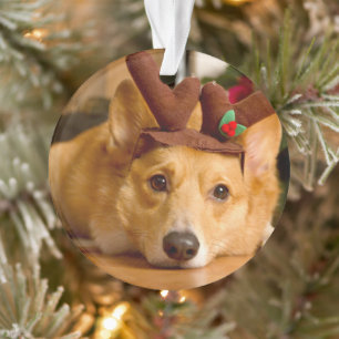 Animaux de bébés cutest Corgi Christmas Reindeer
