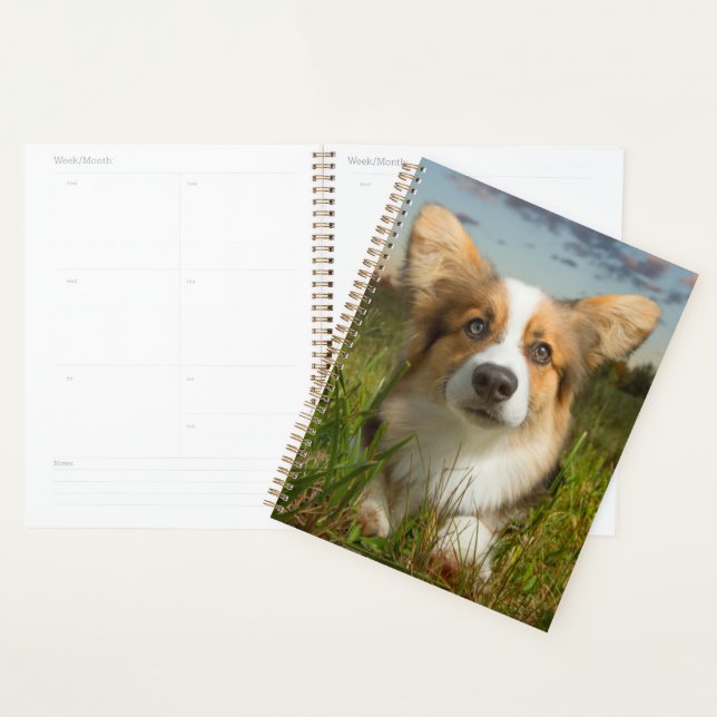 Animaux de bébés cutest | Corgi dans le nuage (Devant avec enveloppe)