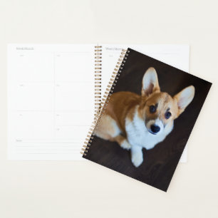 Animaux de bébés cutest Corgi levant les yeux