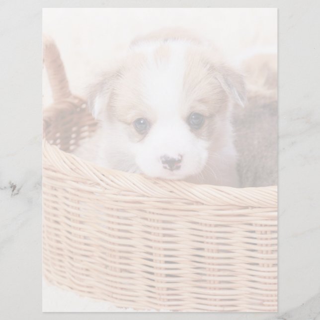 Animaux de bébés cutest | Corgi Miny Puppy (Devant)