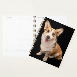 Animaux de bébés cutest Corgi Puppy Smile