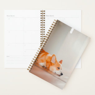 Animaux de bébés cutest Corgi Sleeping
