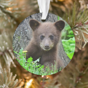 Animaux de bébés cutest   Cube d'ours Brown