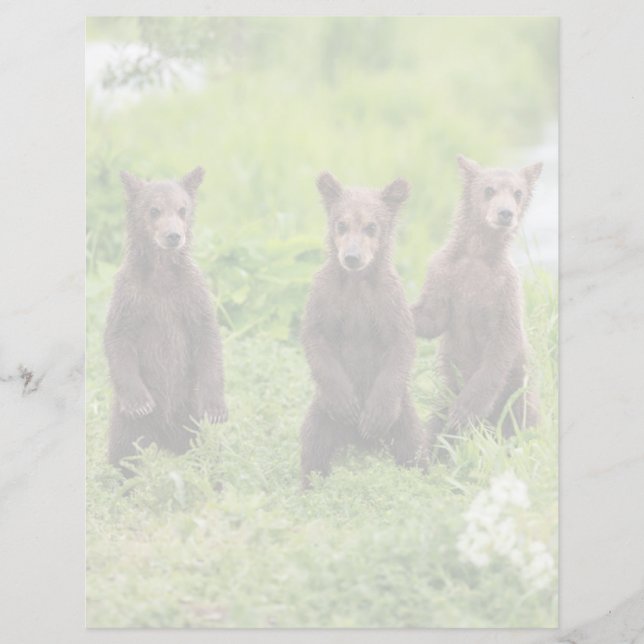 Animaux de bébés cutest | Cubes d'ours Brown Kamch (Devant)