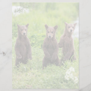 Animaux de bébés cutest Cubes d'ours Brown Kamch