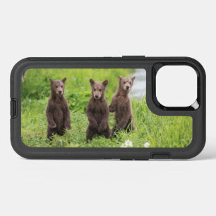 Animaux de bébés cutest   Cubes d'ours Brown Kamch