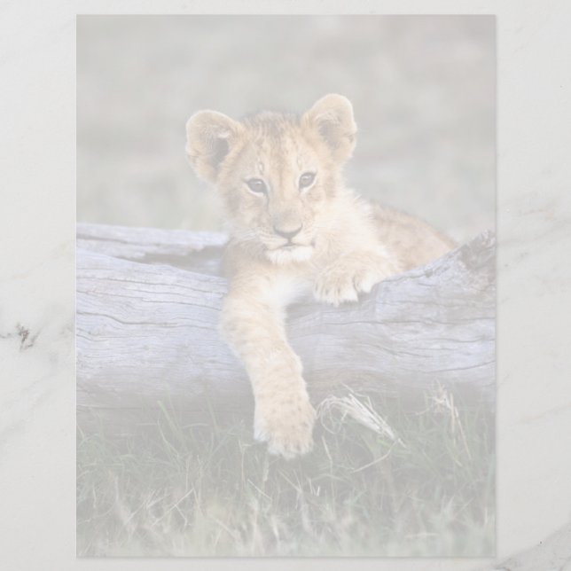 Animaux de bébés cutest | Cute Lion Cub (Devant)