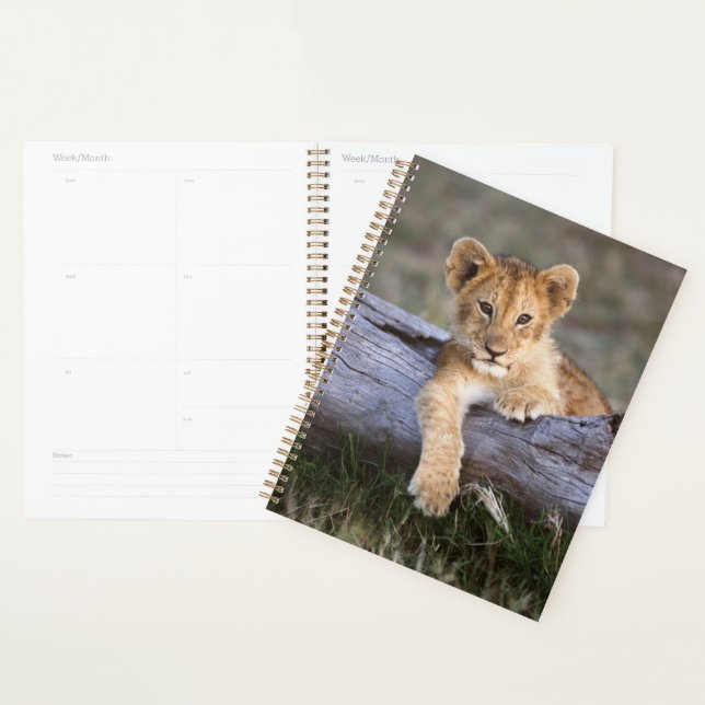 Animaux de bébés cutest | Cute Lion Cub (Devant avec enveloppe)
