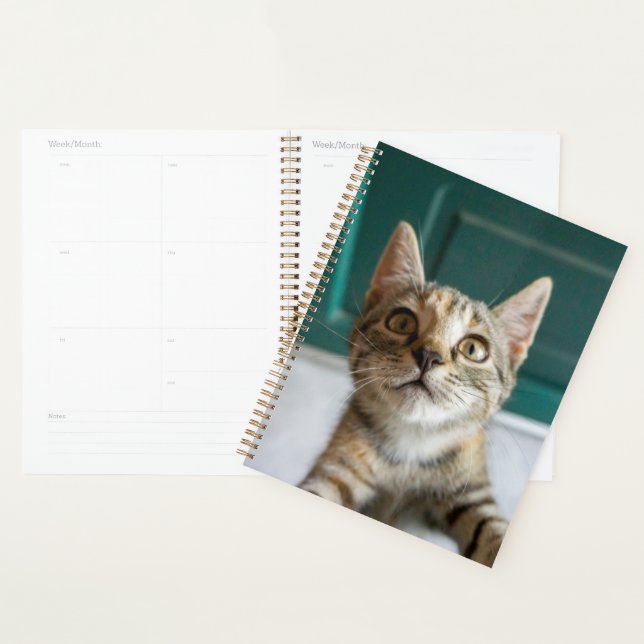 Animaux de bébés cutest | Cute Tabby Kitten (Devant avec enveloppe)