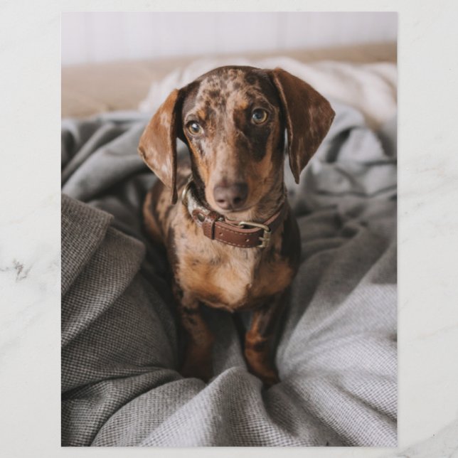 Animaux de bébés cutest | Dachshund Dachshund Dach (Devant)