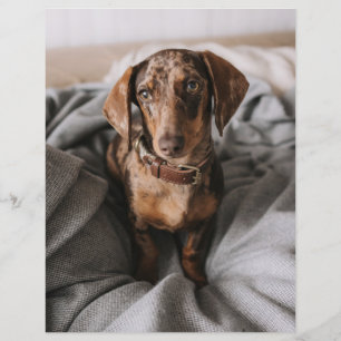Animaux de bébés cutest   Dachshund Dachshund Dach
