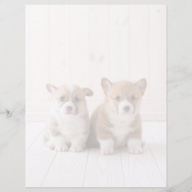 Animaux de bébés cutest | Deux Bébés Corgis assis (Devant)