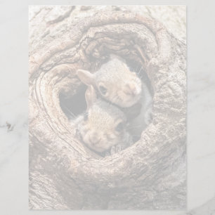 Animaux de bébés cutest   Deux jeunes écureuils
