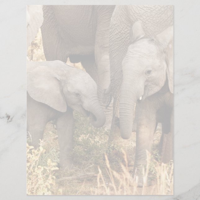 Animaux de bébés cutest | Deux jeunes éléphants (Devant)