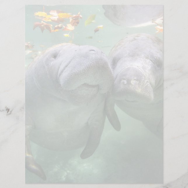 Animaux de bébés cutest | Deux Manatees (Devant)