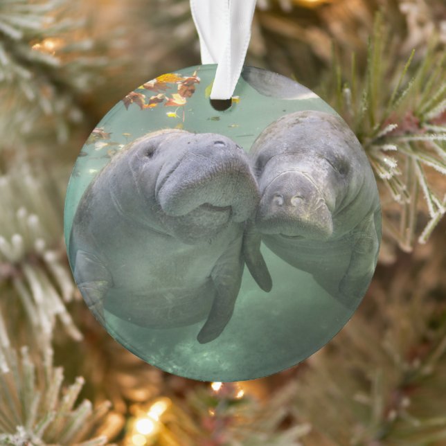 Animaux de bébés cutest | Deux Manatees (Arbre)