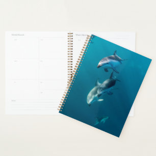 Animaux de bébés cutest   Famille de dauphins