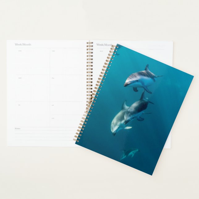 Animaux de bébés cutest | Famille de dauphins (Devant avec enveloppe)